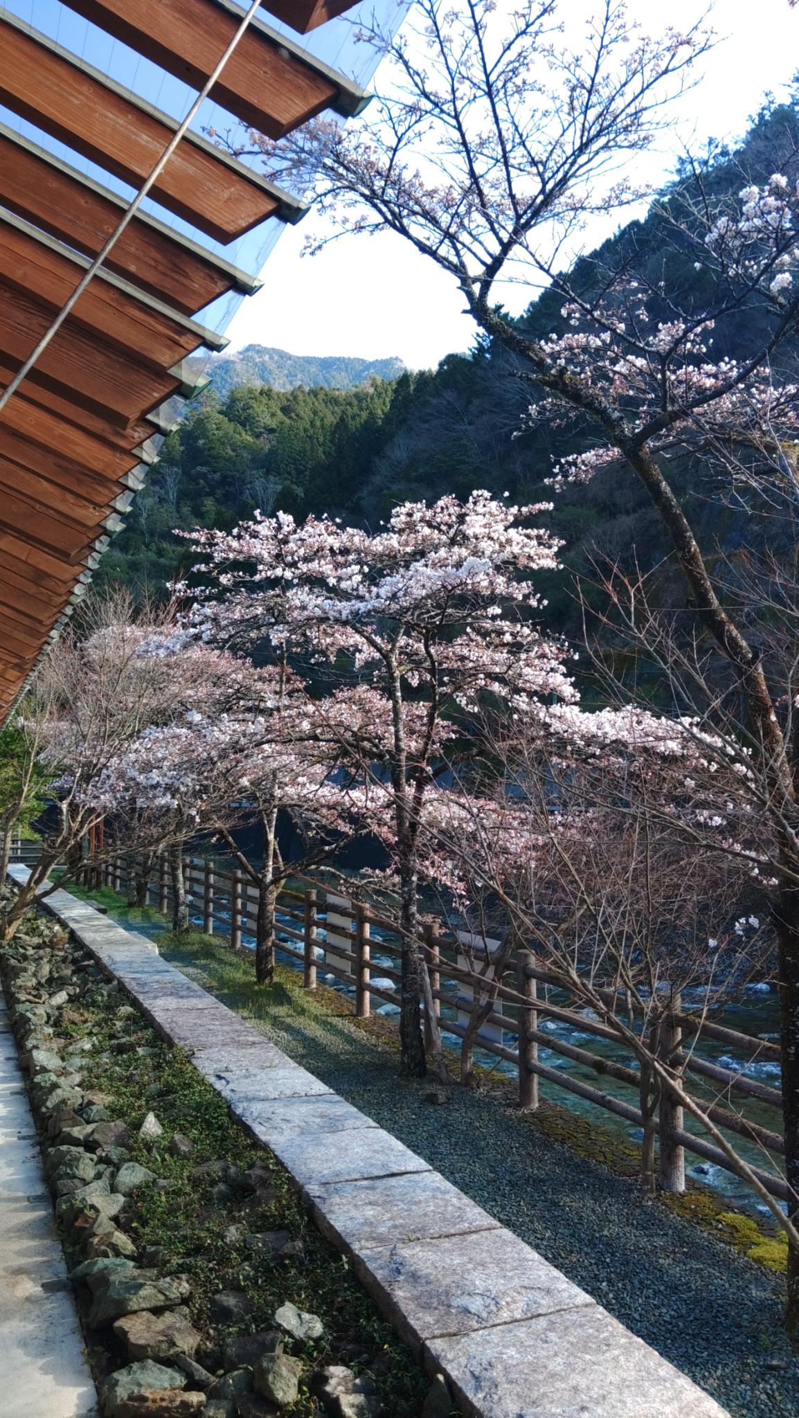 道の駅木の香からのお知らせ